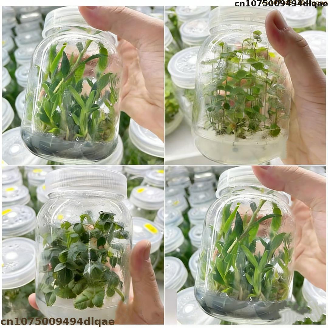 Agar Tissue Culture - Plantaire weefselkweek agarpoeder, hoge gelsterkte, laboratoriumkwaliteit,